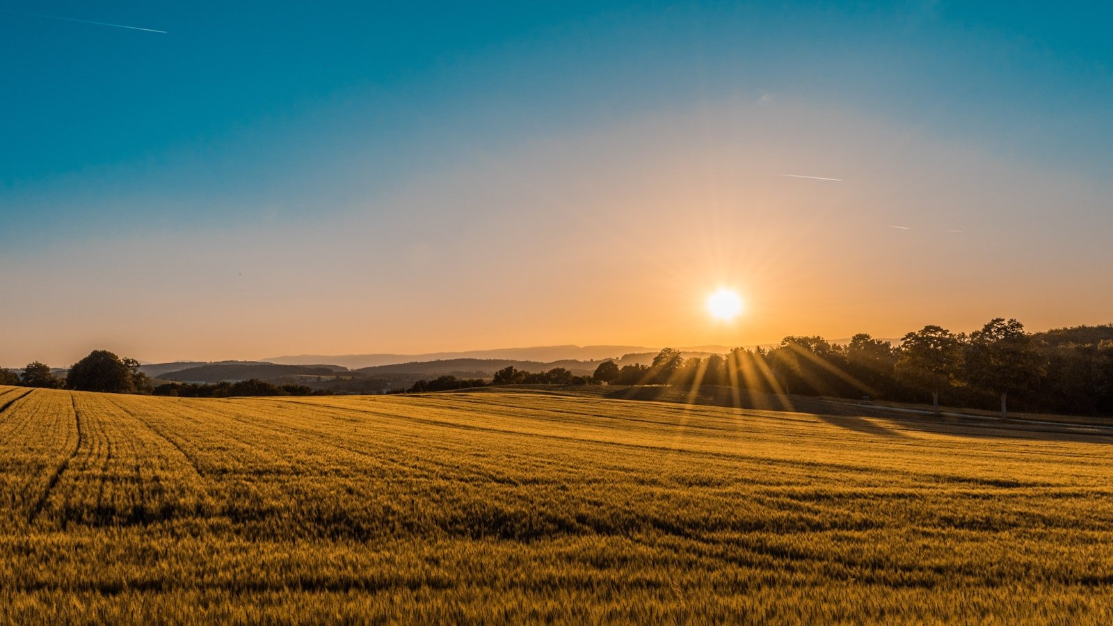 Wheat field at harvest